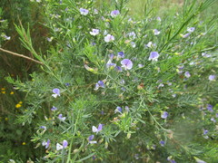 Psoralea axillaris