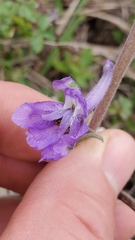 Delphinium carolinianum