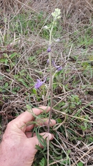 Delphinium carolinianum