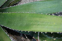 Agave funkiana
