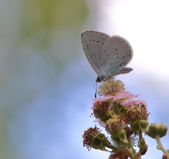 Celastrina argiolus