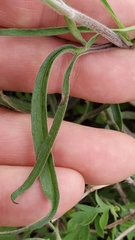 Delphinium carolinianum