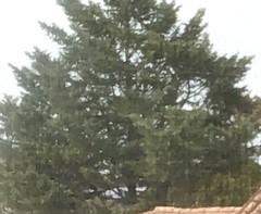 Pinaceae