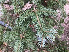 Pinaceae