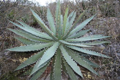 Agave xylonacantha