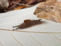 Dasychira chekiangensis