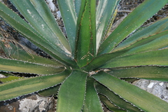 Agave funkiana