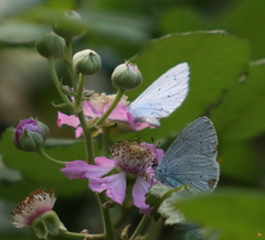 Celastrina argiolus