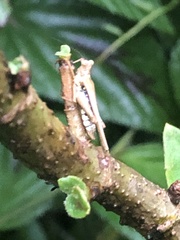 Scaria