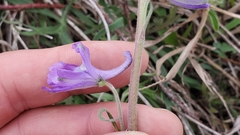 Delphinium carolinianum