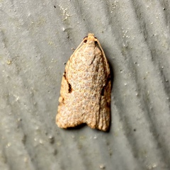 Meritastis piperata