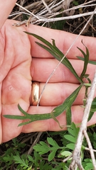 Delphinium carolinianum