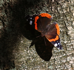 Vanessa atalanta