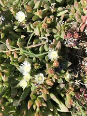 Delosperma guthriei