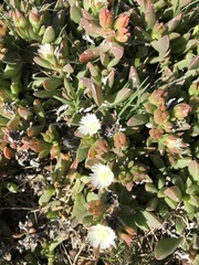 Delosperma guthriei