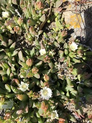 Delosperma guthriei