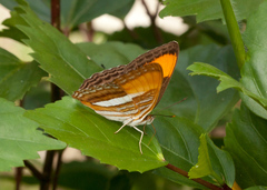 Adelpha cytherea marcia
