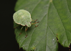 Palomena prasina