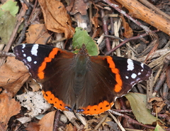 Vanessa atalanta