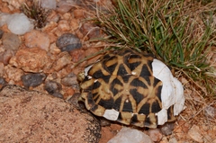 Psammobates tentorius