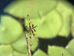 Rhyothemis variegata