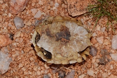 Psammobates tentorius