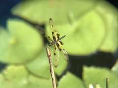 Rhyothemis variegata