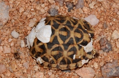 Psammobates tentorius