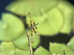Rhyothemis variegata