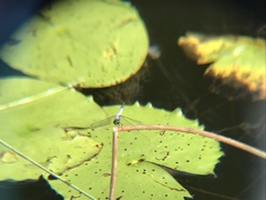 Brachydiplax