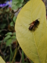 Andrena