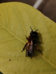 Andrena