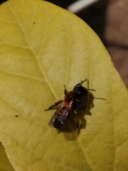Andrena