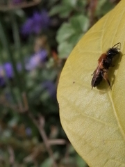 Andrena