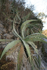 Agave xylonacantha