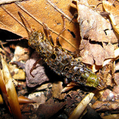 Ontholestes cingulatus