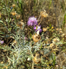 Centaurea odessana