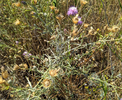 Centaurea odessana
