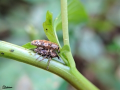 Hypolixus truncatulus