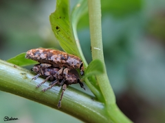 Hypolixus truncatulus