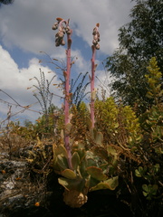 Gibbiflorae
