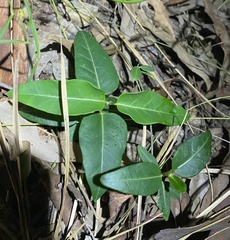 Leichhardtia coronata