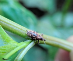 Hypolixus truncatulus