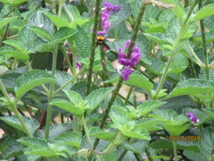 Bombus transversalis