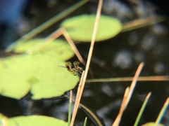 Rhyothemis variegata