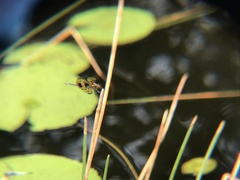 Rhyothemis variegata