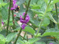 Bombus transversalis