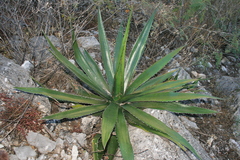 Agave funkiana