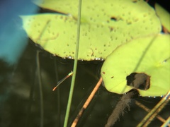 Ceriagrion cerinorubellum