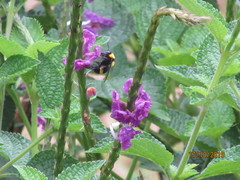 Bombus transversalis